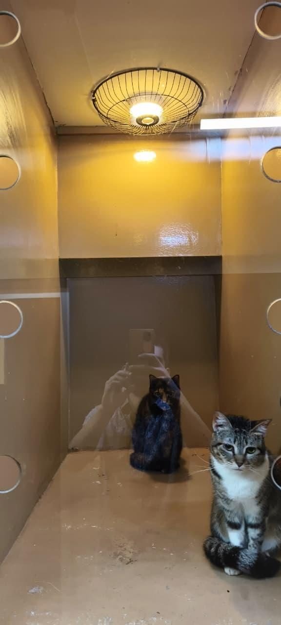 Cats boarding at Pets Care N Cure DHA