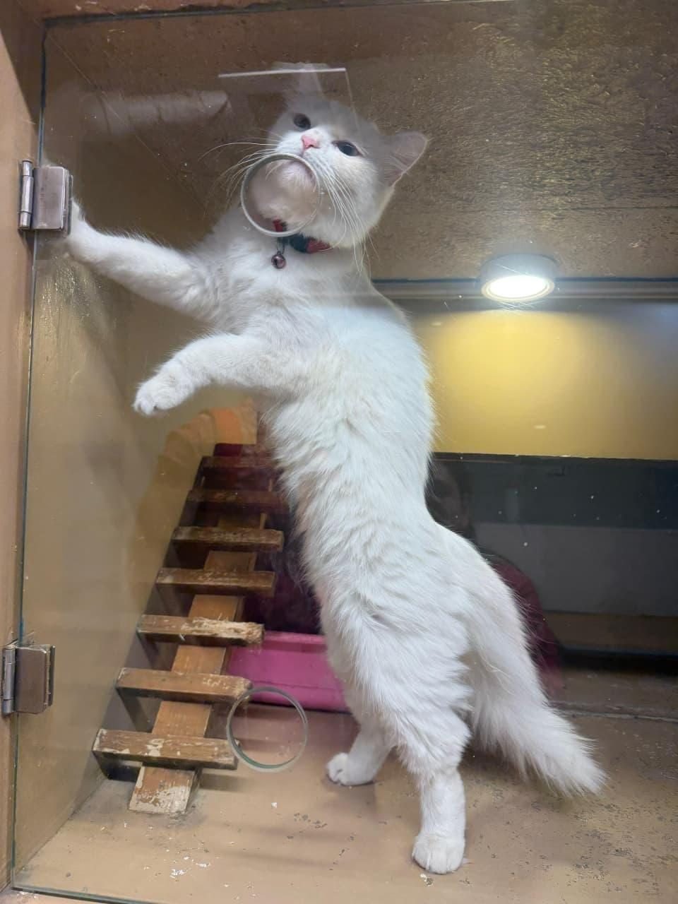 Cat playing in boarding at Pets Care N Cure