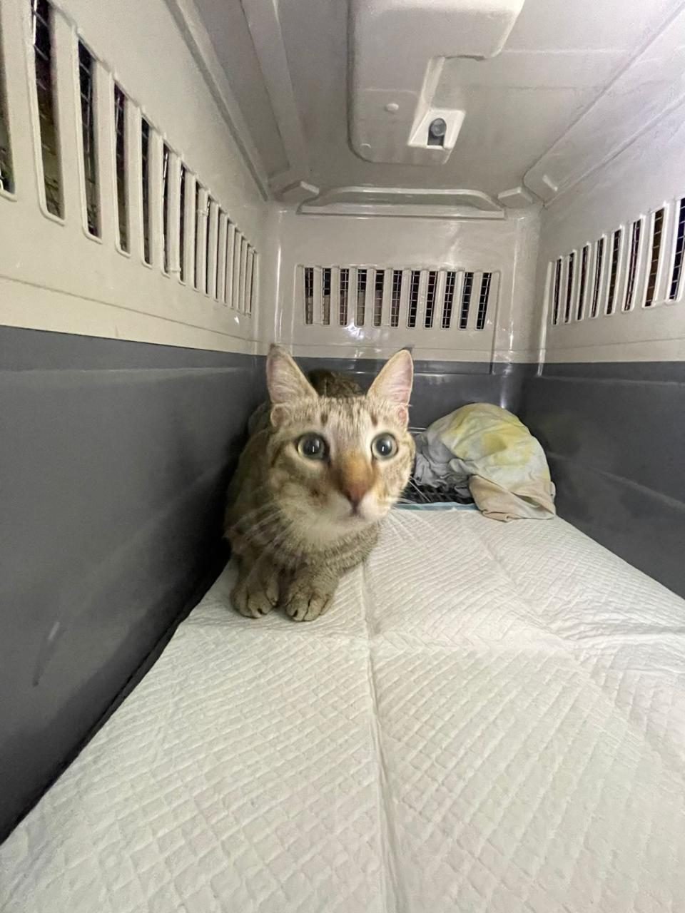 A cat patient boarding at Pets Care N Cure Karachi