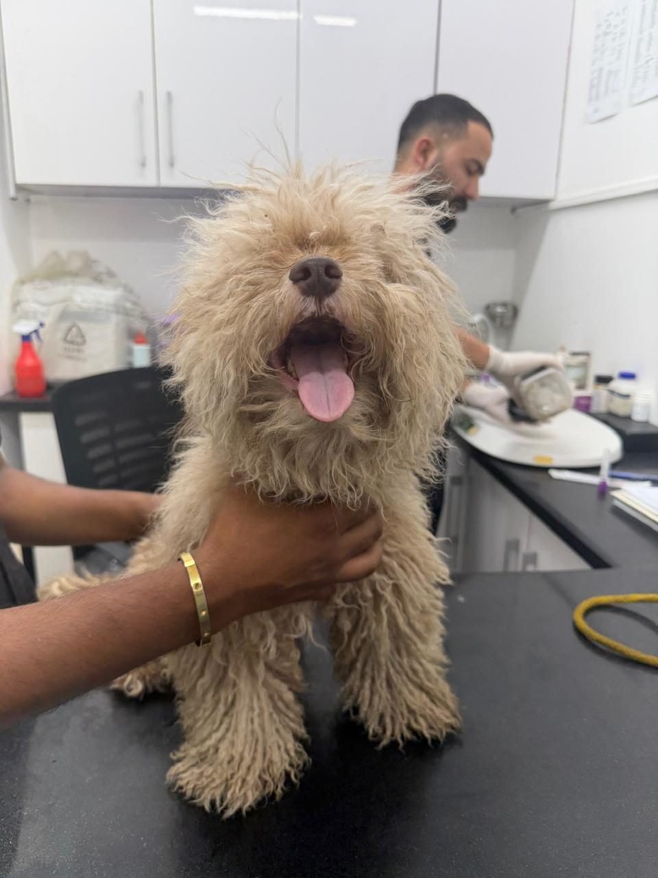 Dog grooming at Pets Care N Cure Karachi