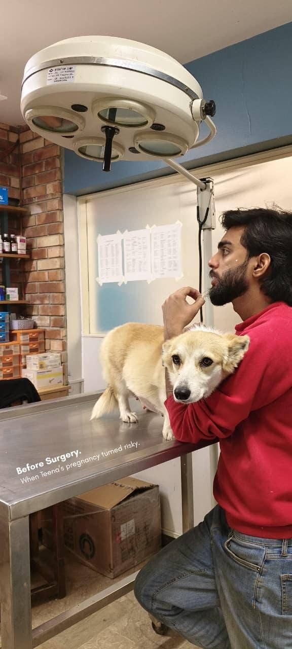 Soft tissue surgery at Pets Care N Cure Karachi